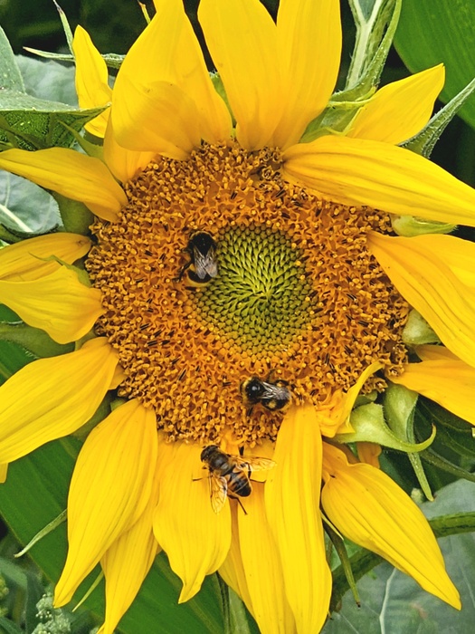 Betrieb an der Sonnenblume