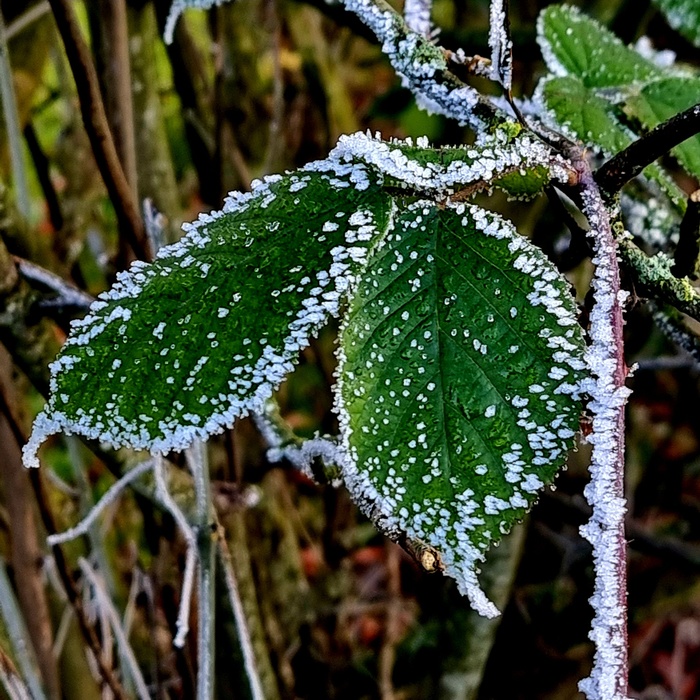 Vereistes Brombeerblatt