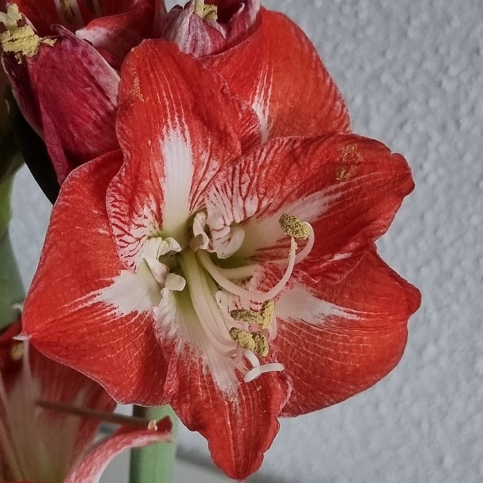 Amaryllisblüte