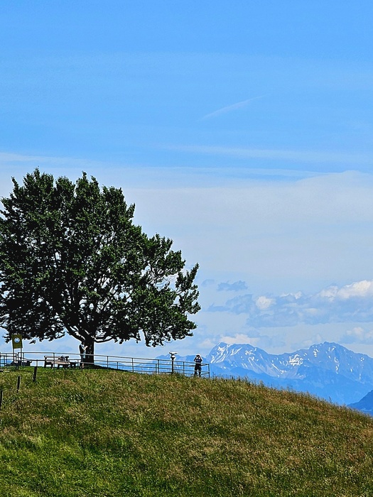 Einzelkämpfer Baum