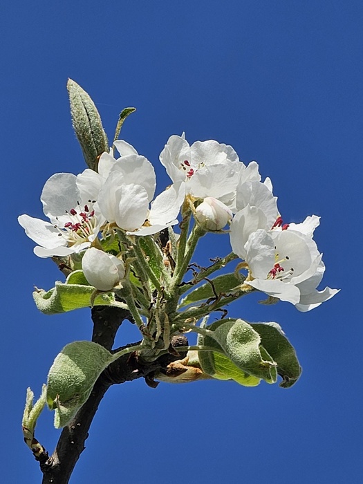 Apfelblüte