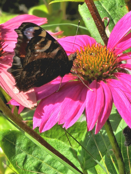 Pfauenauge an der Blüte