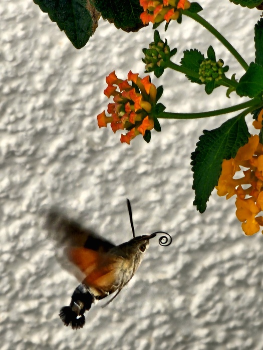 Taubenschwänzchen im Anflug