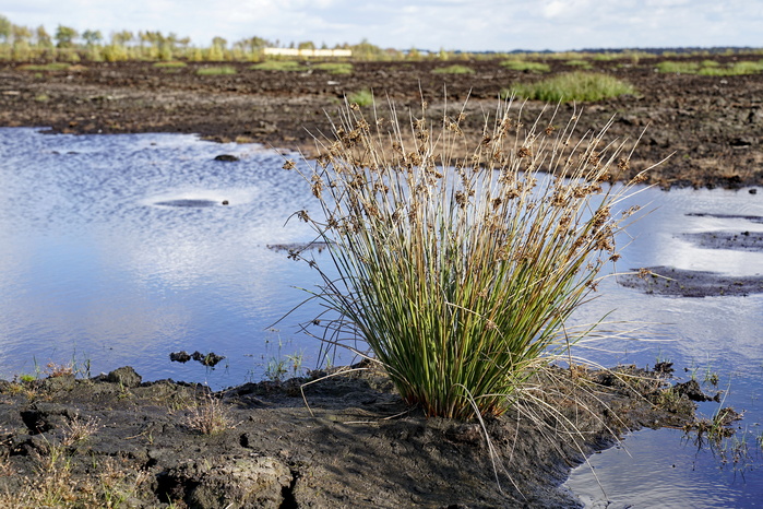 Wiedervern&auml;ssung des Vehnemoores