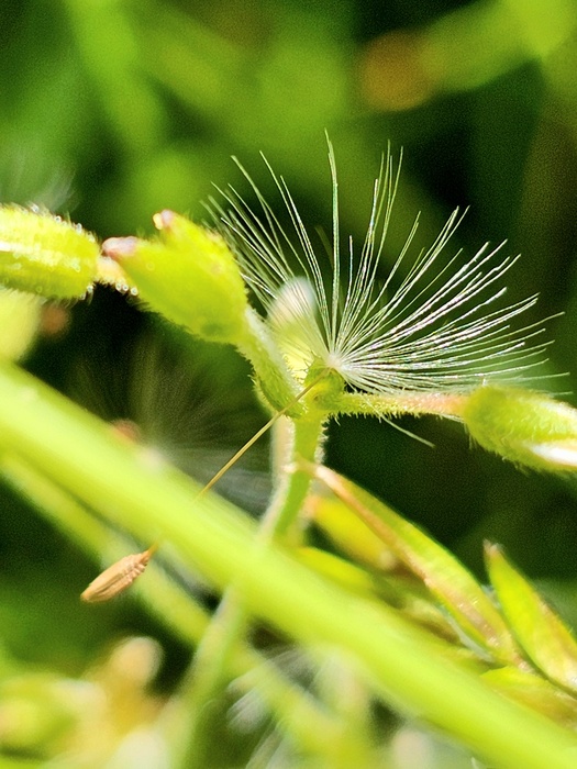 Flugschirmchen vom L&ouml;wenzahn
